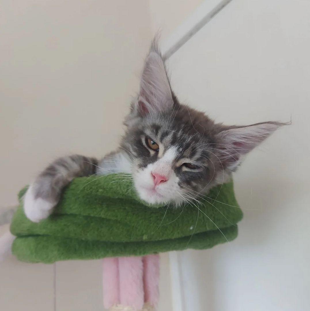 Vier wunderschöne Maine-Coon-Kätzchen – drei Kater und eine Kätzin –