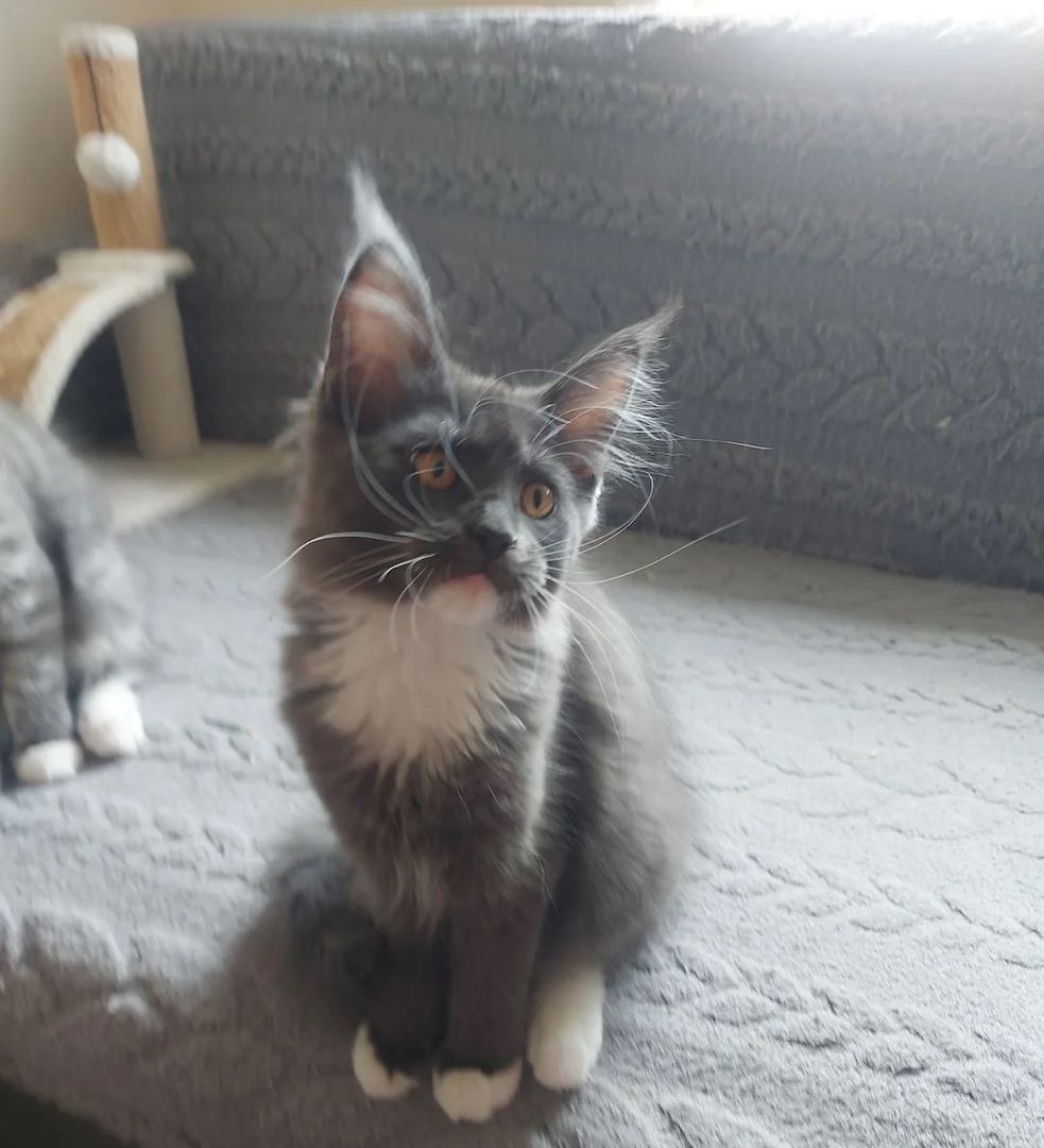 wunderschöne Maine-Coon-Kätzchen