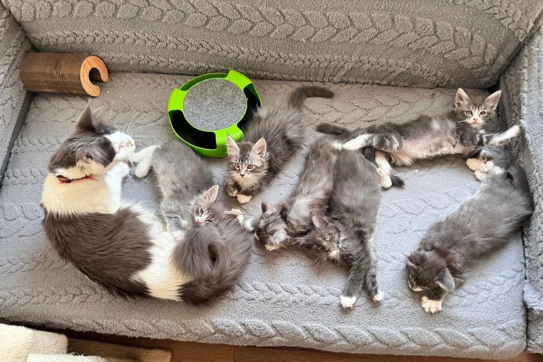 wunderschöne Maine-Coon-Kätzchen