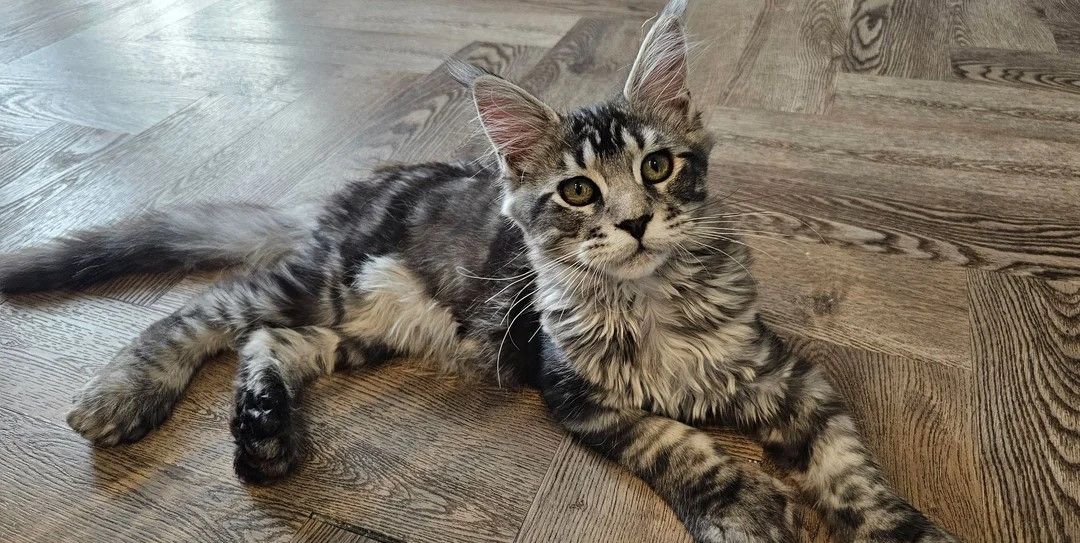 Vier wunderschöne Maine-Coon-Kätzchen