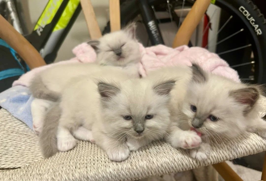 Ragdoll-Kätzchen zur Reservierung anbieten zu können.