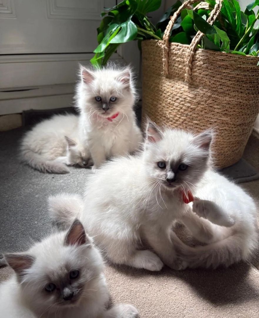 Ragdoll-Kätzchen mit blauen Punkten