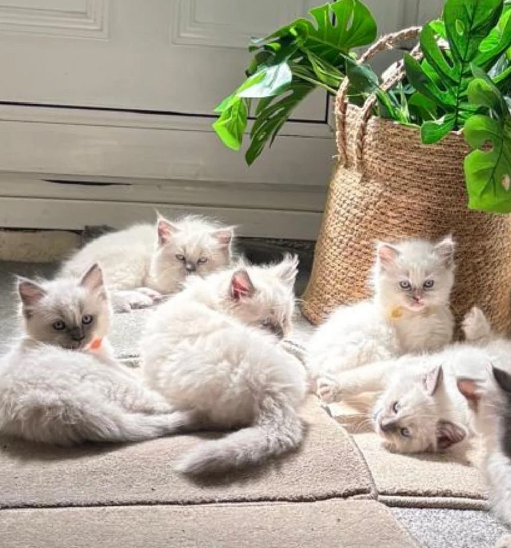 wunderschönen Wurf von Ragdoll-Kätzchen zur Reservierung
