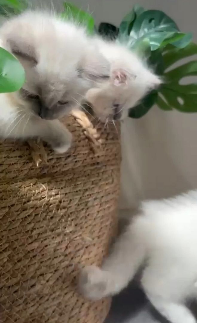 Ragdoll-Kätzchen