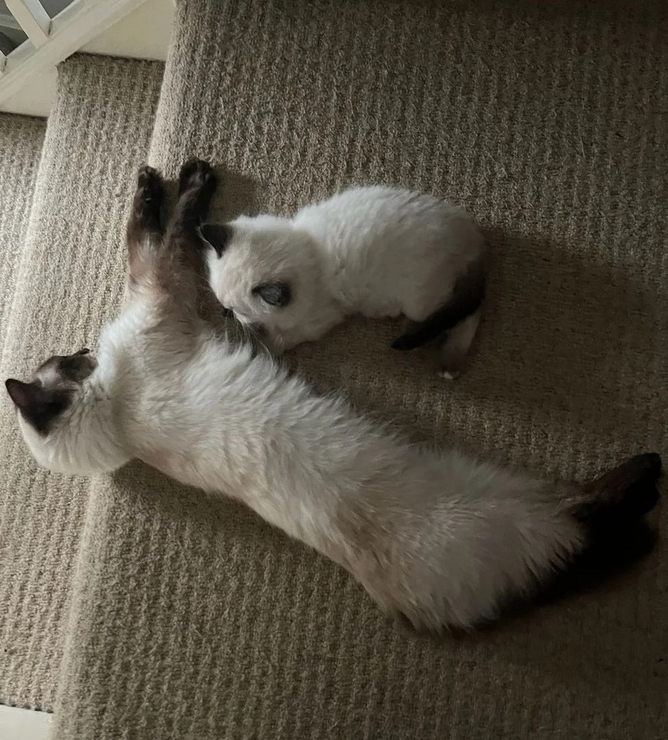 Ragdoll-Kätzchen