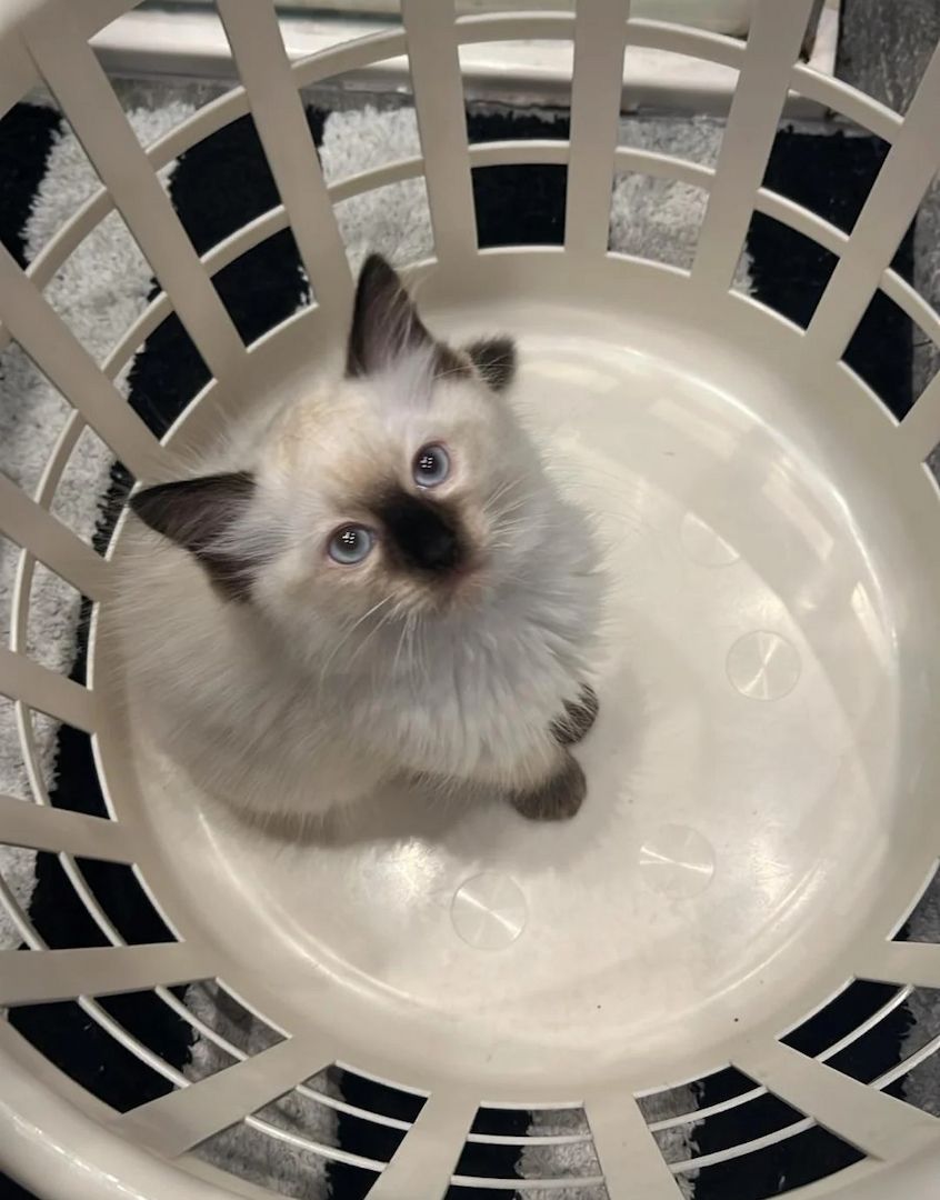 Ragdoll-Kätzchen zur Reservierung anbieten zu können.