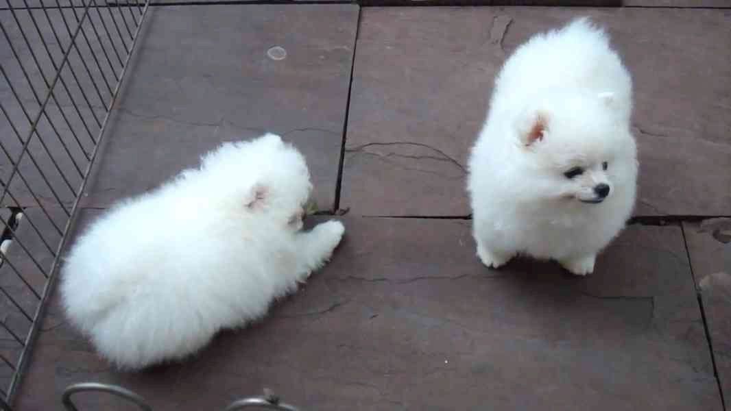 Pomeranian-Welpen zu verkaufen