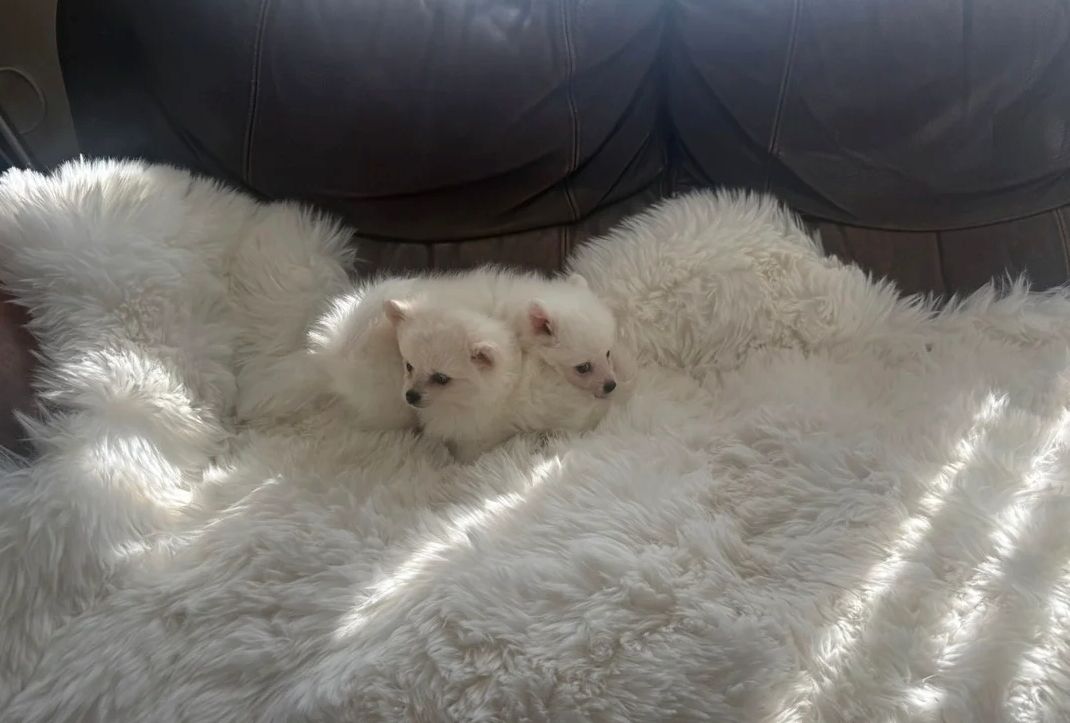 Pomeranian-Welpen zu verkaufen