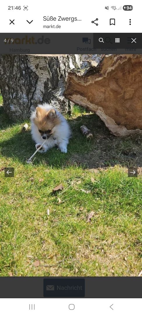 Pomeranian Hündin Tricolor
