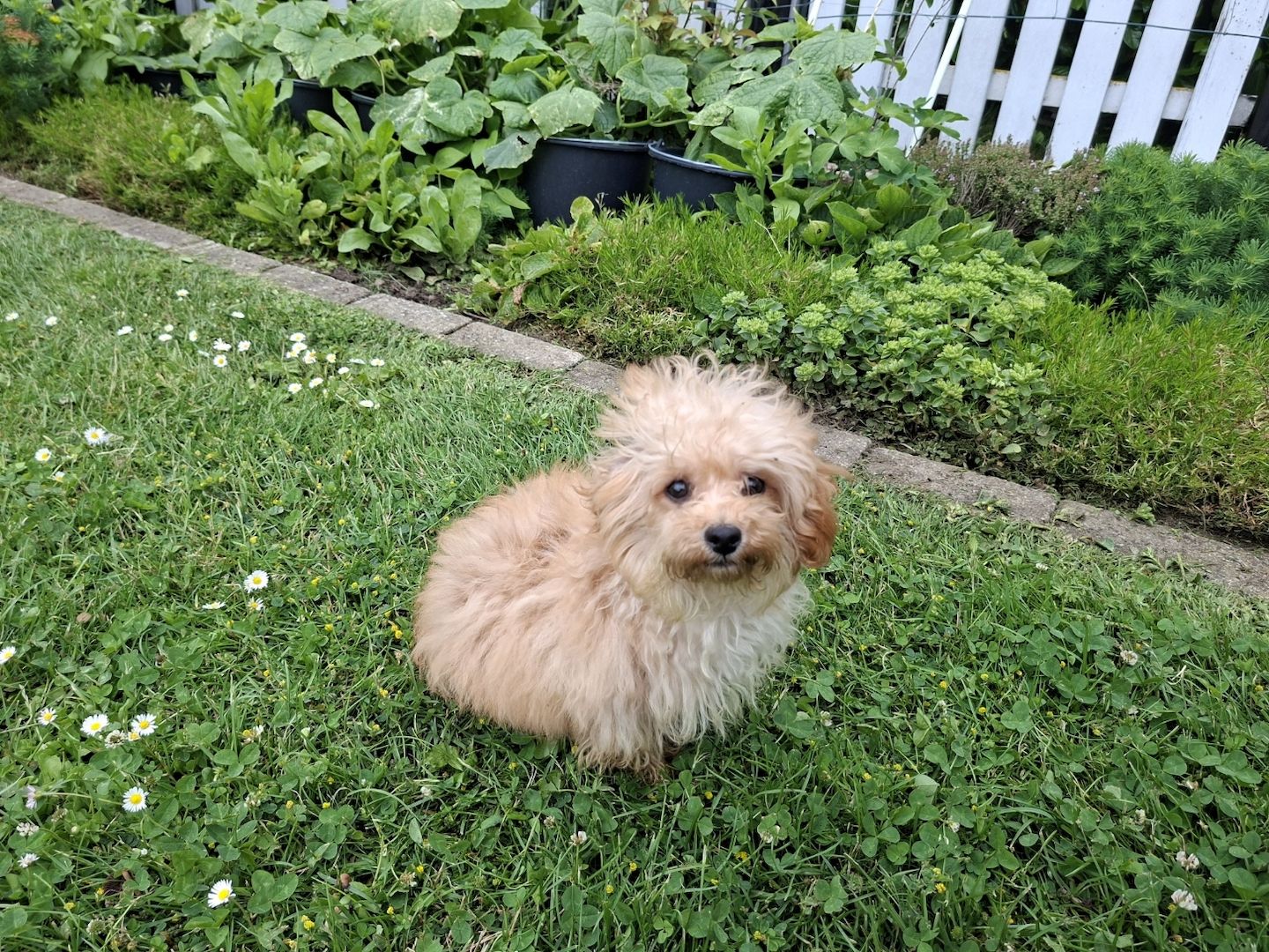 Wunderschöne F1-Maltipoo-Welpin sucht ihr Für-immer-Zuhause