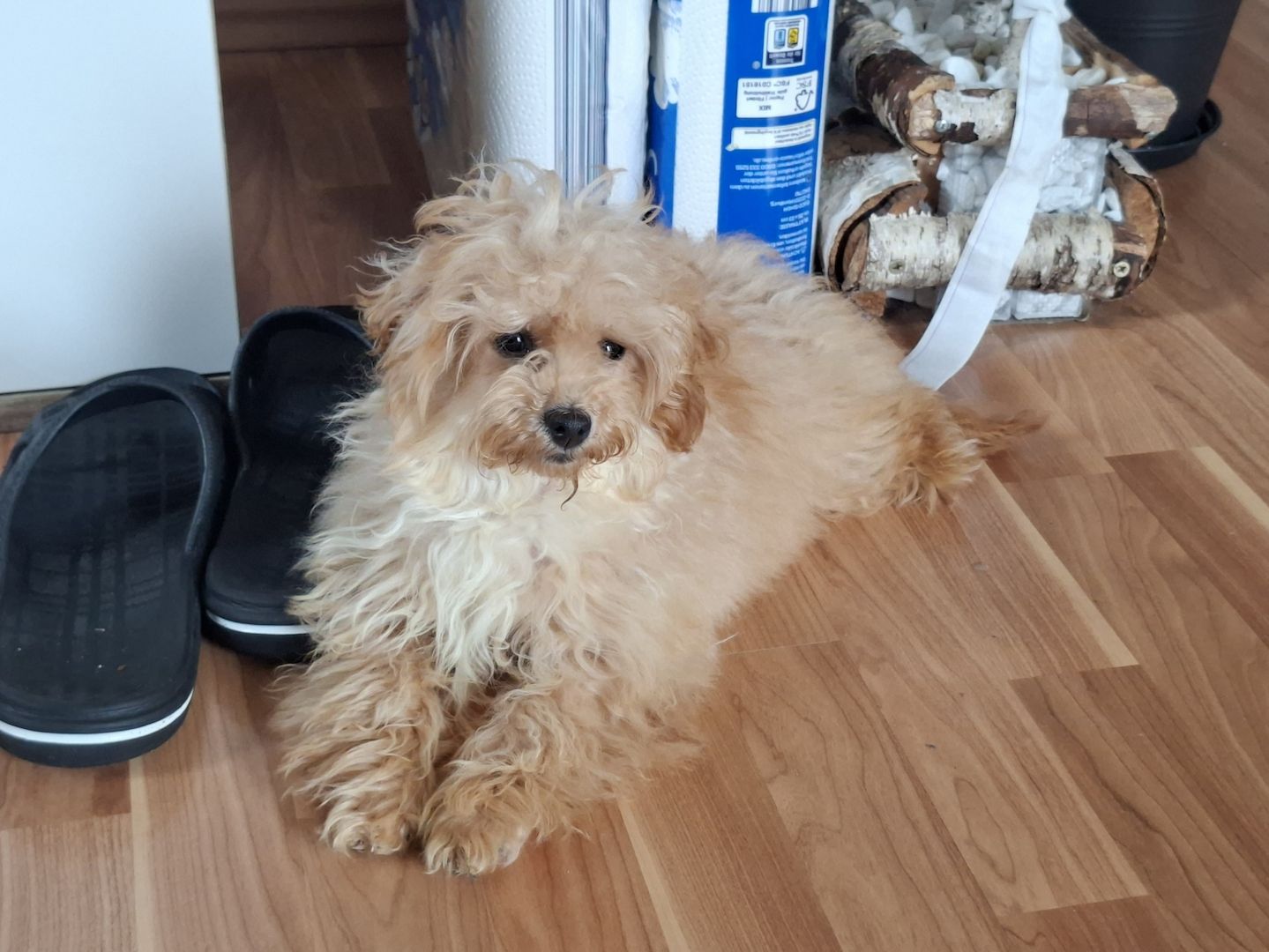 Wunderschöne F1-Maltipoo-Welpin sucht ihr Für-immer-Zuhause
