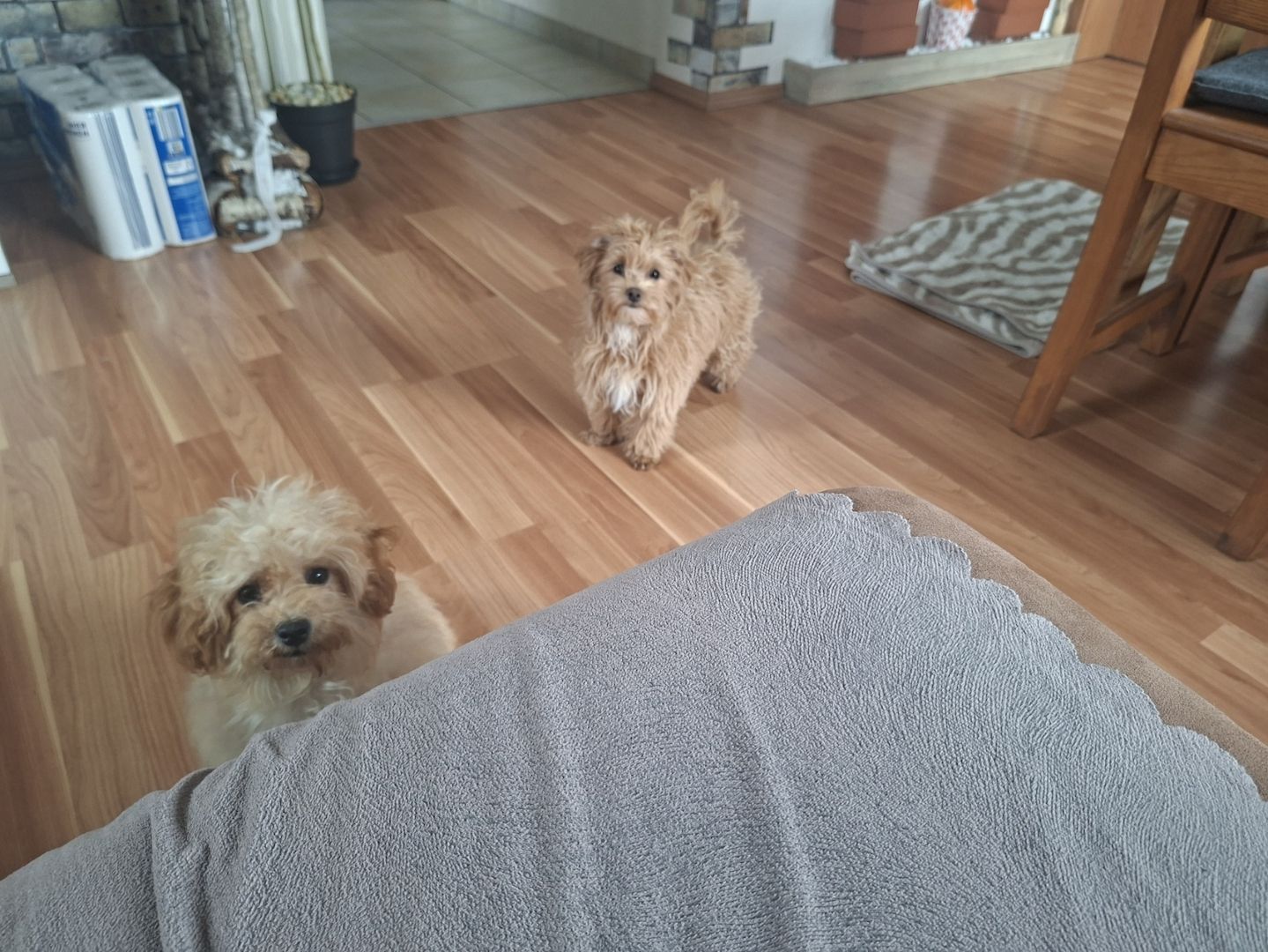 Wunderschöne F1-Maltipoo-Welpin sucht ihr Für-immer-Zuhause