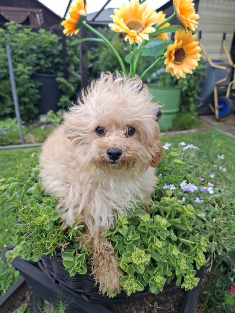 Wunderschöne F1-Maltipoo-Welpin sucht ihr Für-immer-Zuhause