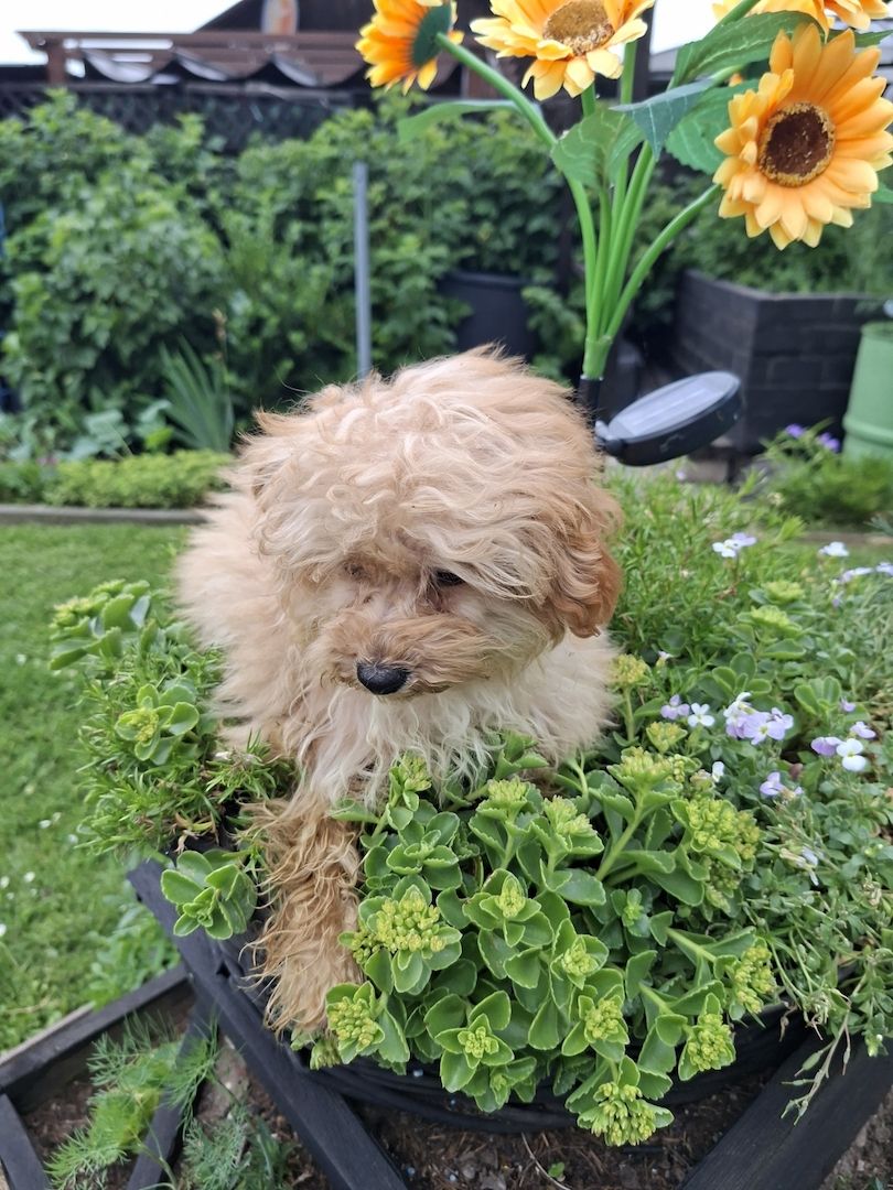 Wunderschöne F1-Maltipoo-Welpin sucht ihr Für-immer-Zuhause