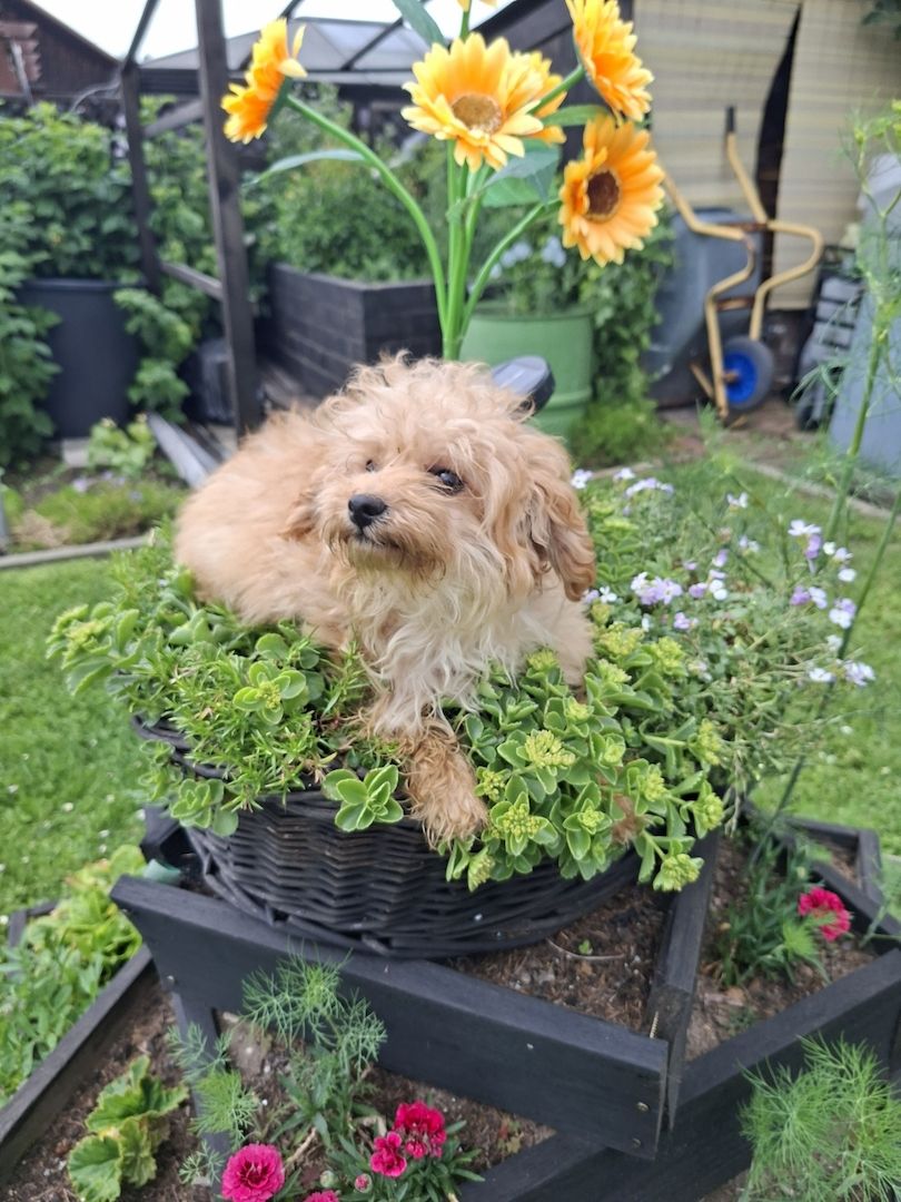 Wunderschöne F1-Maltipoo-Welpin sucht ihr Für-immer-Zuhause