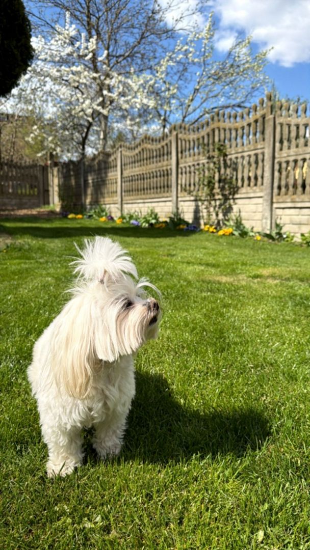 Wunderschöne F1-Maltipoo-Welpin sucht ihr Für-immer-Zuhause