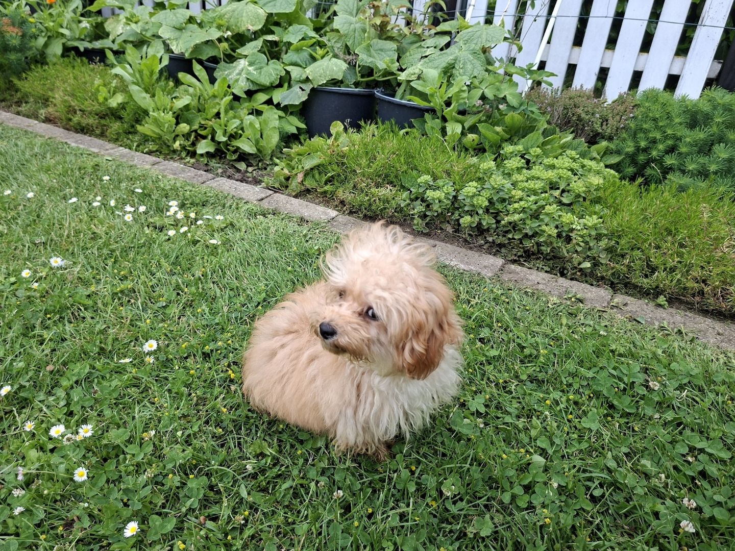 Wunderschöne F1-Maltipoo-Welpin sucht ihr Für-immer-Zuhause