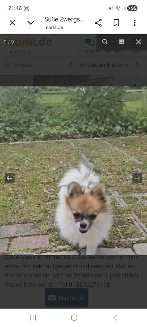 Pomeranian Hündin Tricolor