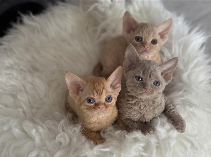 Devon Rex Katzen zu verkaufen