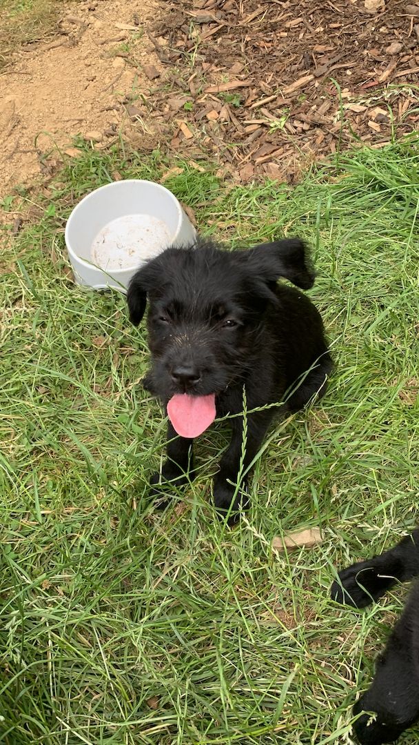 4 süße Labrador mix Welpen