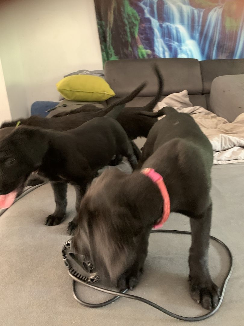 4 süße Labrador mix Welpen