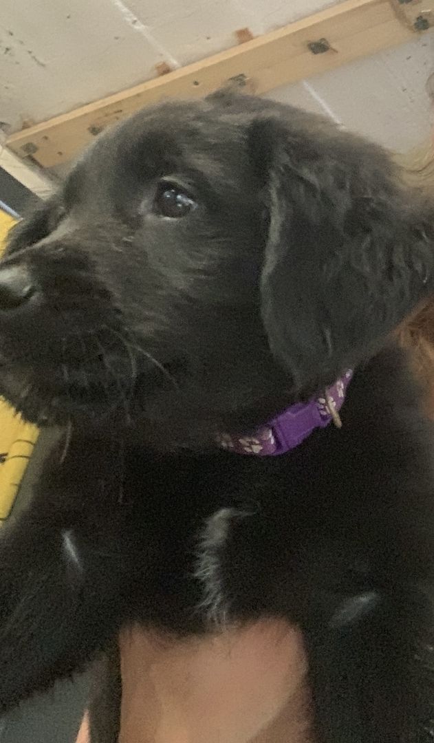 4 süße Labrador mix Welpen