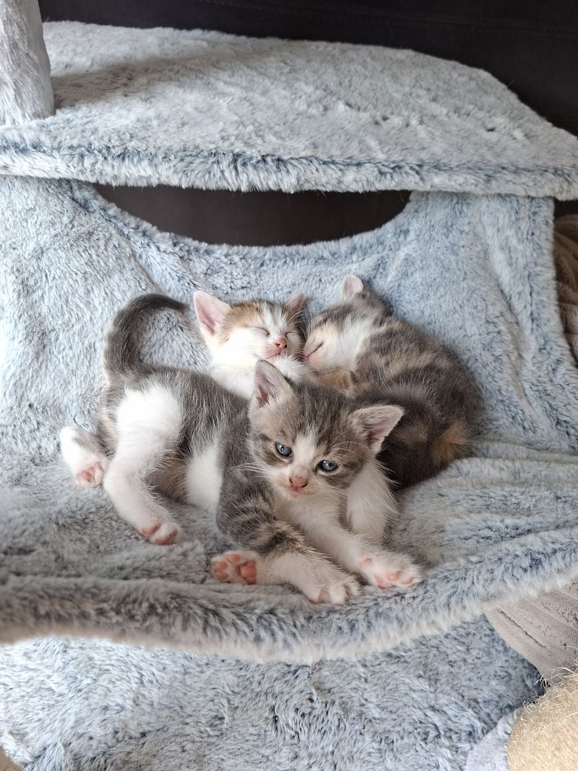 Süße Katzenbabys suchen ein liebevolles Zuhause!