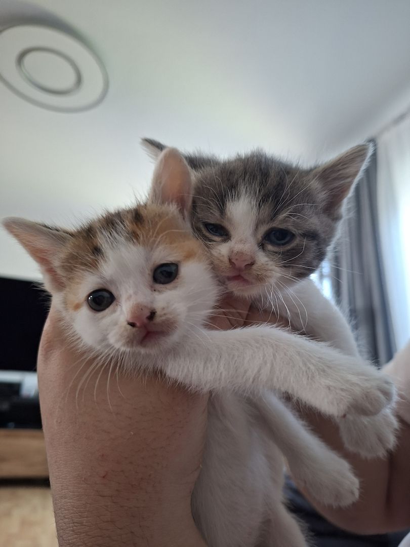 Süße Katzenbabys suchen ein liebevolles Zuhause!