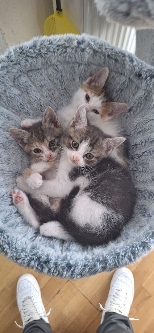 Süße Katzenbabys suchen ein liebevolles Zuhause!