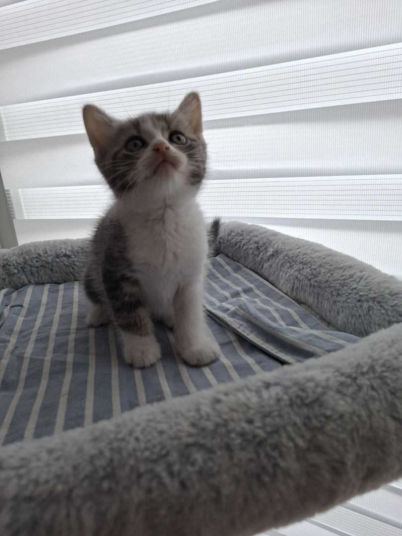 Süße Katzenbabys suchen ein liebevolles Zuhause!