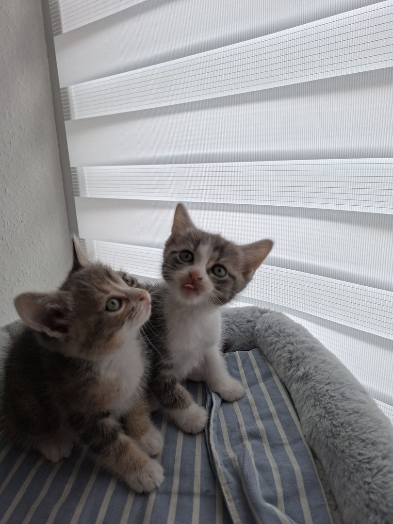 Süße Katzenbabys suchen ein liebevolles Zuhause!