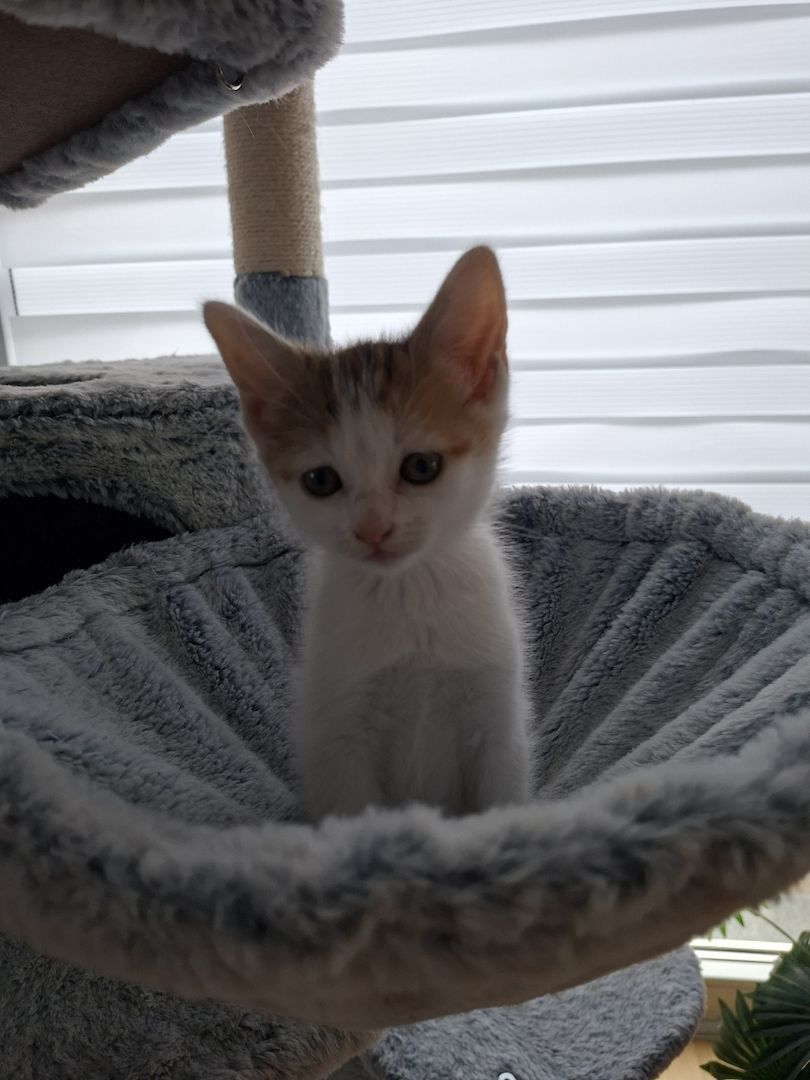 Süße Katzenbabys suchen ein liebevolles Zuhause!
