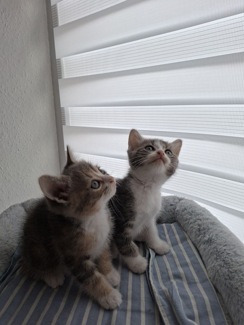Süße Katzenbabys suchen ein liebevolles Zuhause!