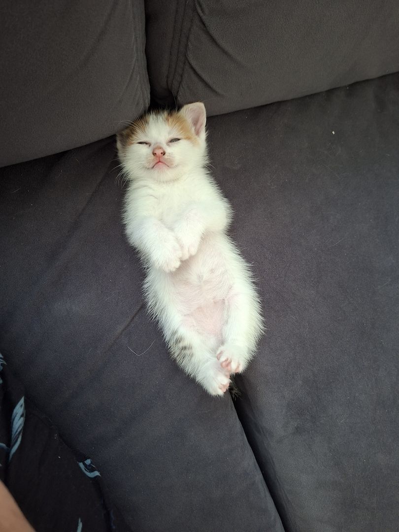 Süße Katzenbabys suchen ein liebevolles Zuhause!