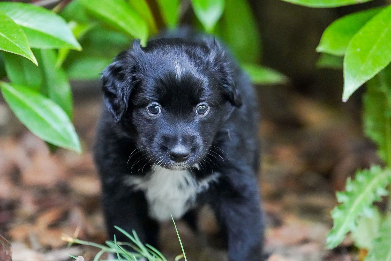 Zauberhafte Mini Australian Sheperds