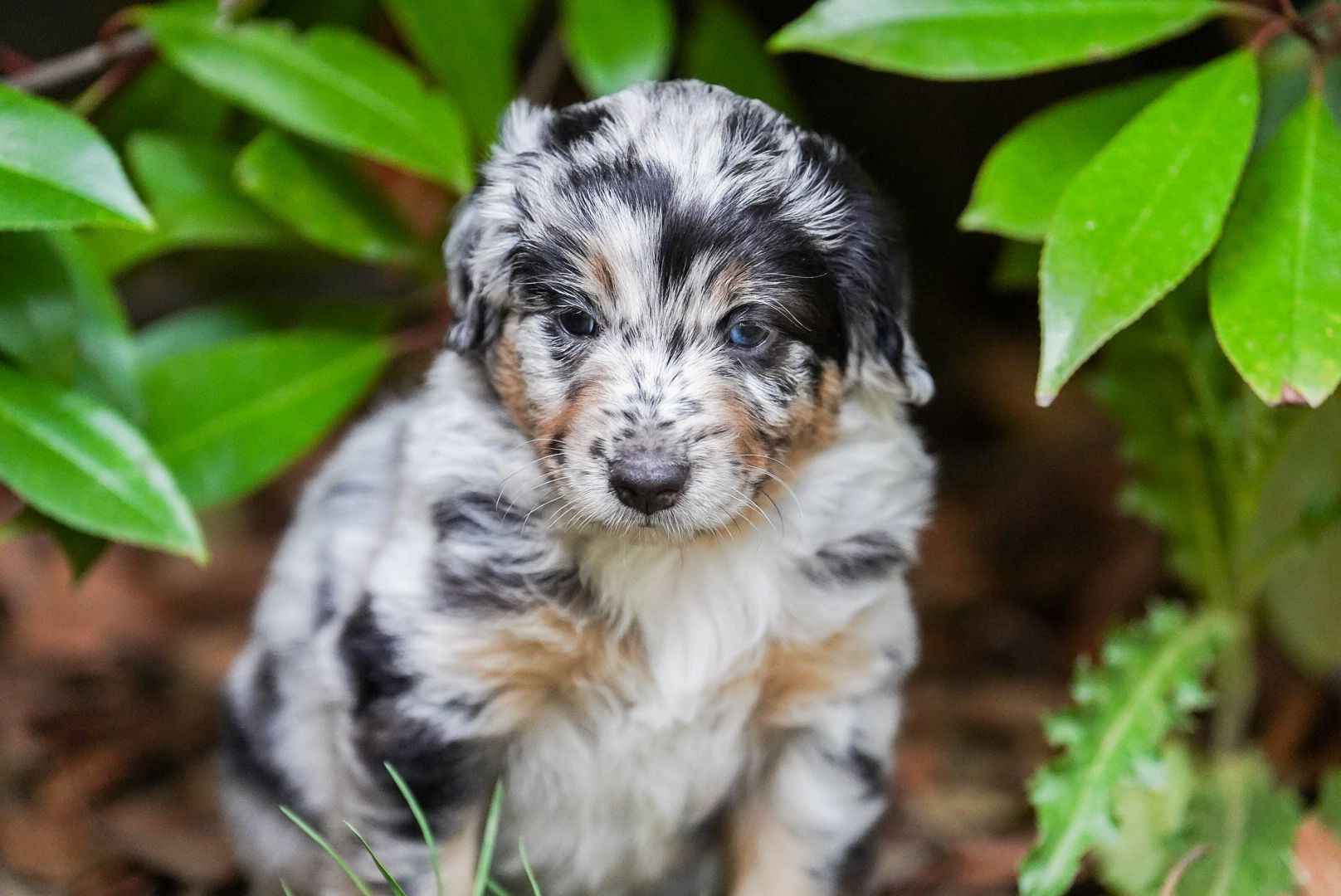 Zauberhafte Mini Australian Sheperds
