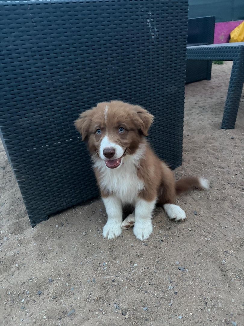 Süße Australian Shepherd-Welpen suchen ab 23.06.2026 ein Zuhause