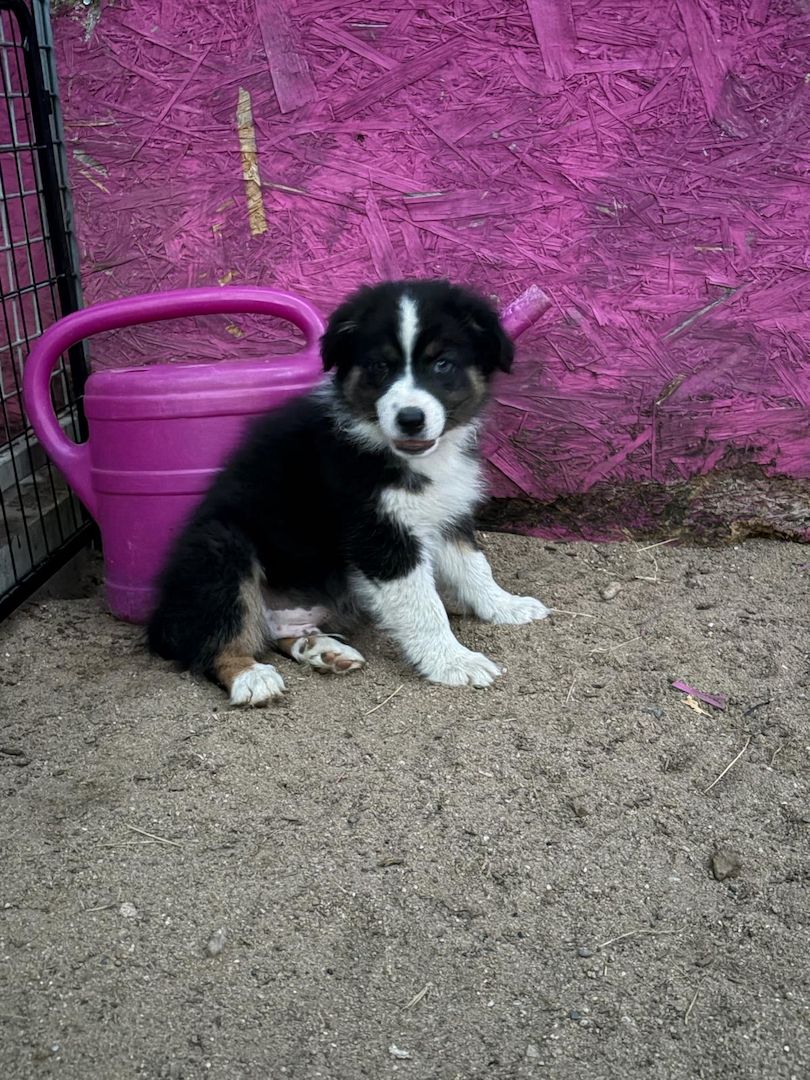 Süße Australian Shepherd-Welpen suchen ab 23.06.2026 ein Zuhause