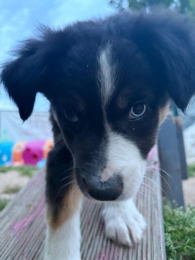 Süße Australian Shepherd-Welpen suchen ab 23.06.2026 ein Zuhause