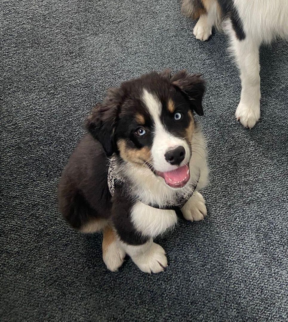 2 Super süße Australian Sheperds