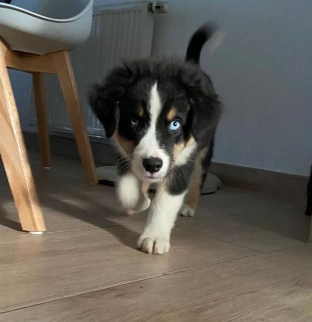 2 Super süße Australian Sheperds