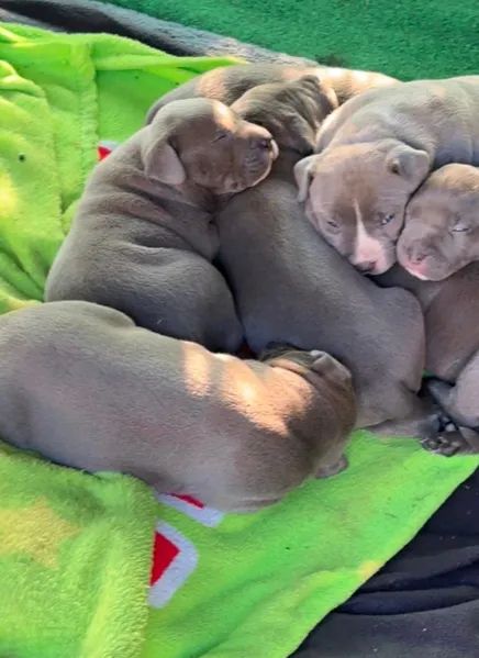 Pitbull-Welpen zur Adoption
