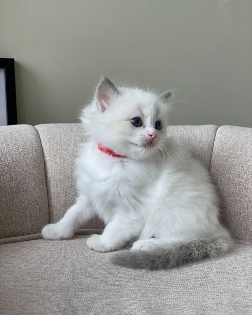 Ragdoll-Kätzchen zur Adoption