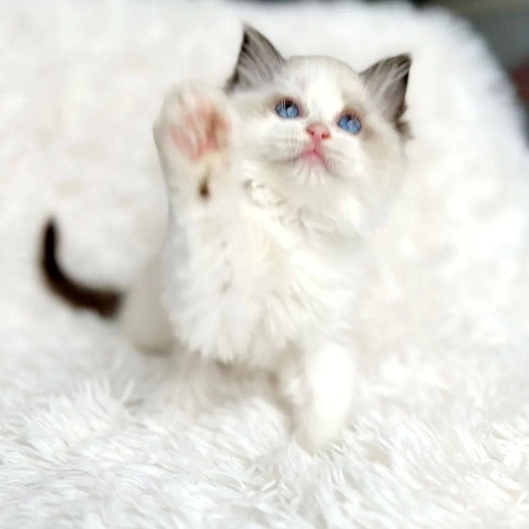 Ragdoll-Kätzchen zur Adoption