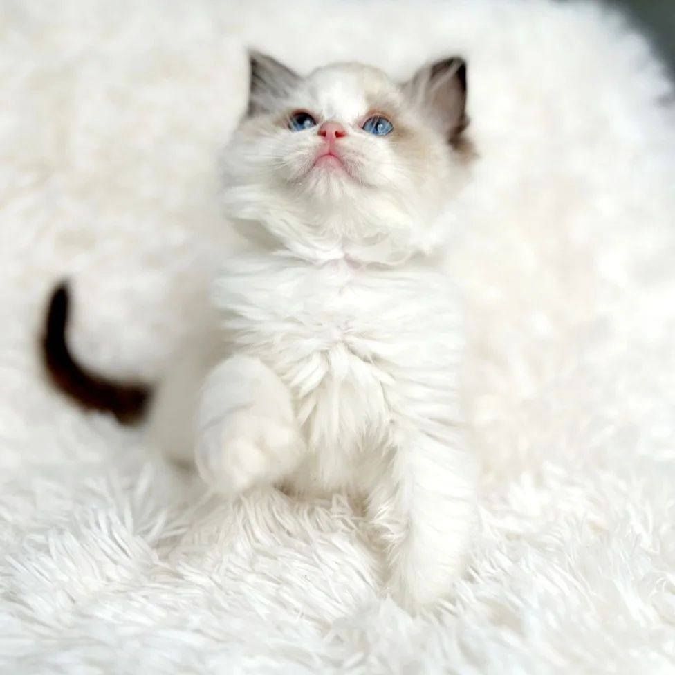 Ragdoll-Kätzchen zur Adoption