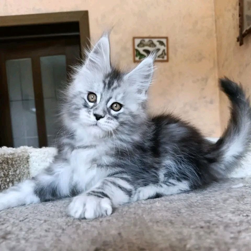 Maine-Coon-Kätzchen zur Adoption