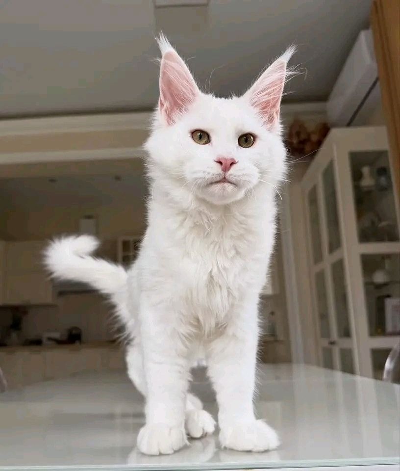 Maine-Coon-Kätzchen zur Adoption