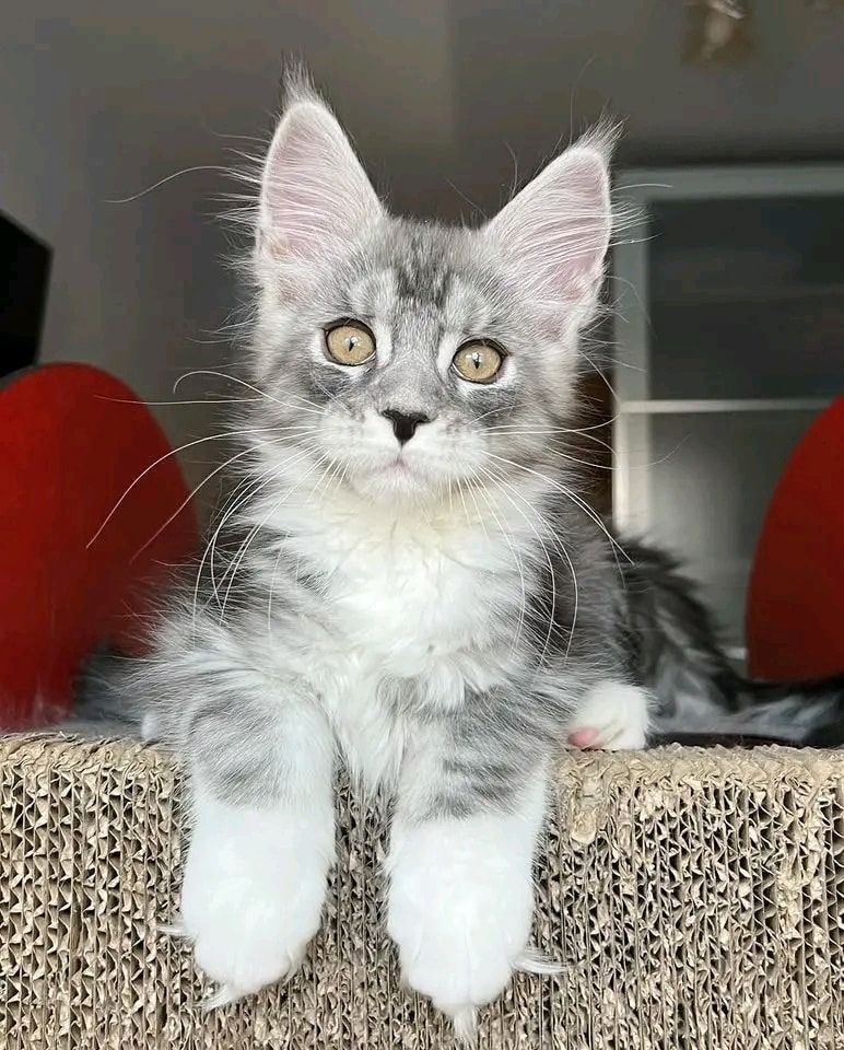 Maine-Coon-Kätzchen zur Adoption