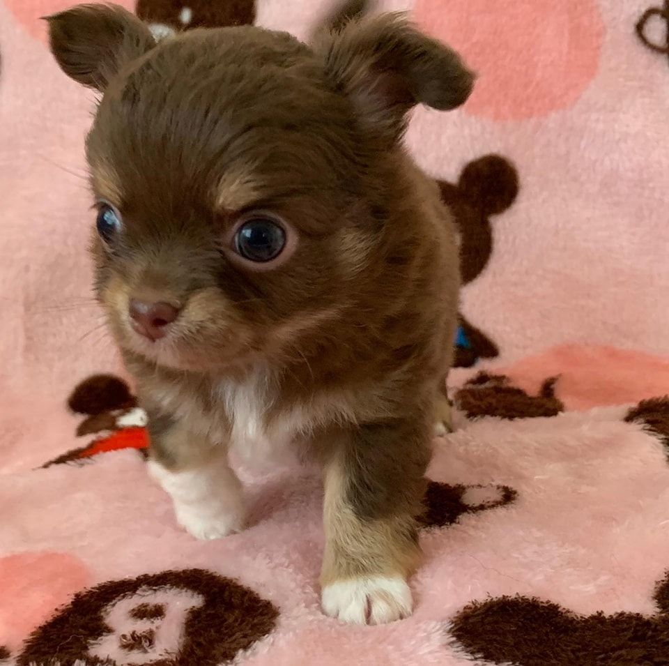 Chihuahua-Welpen zur Adoption