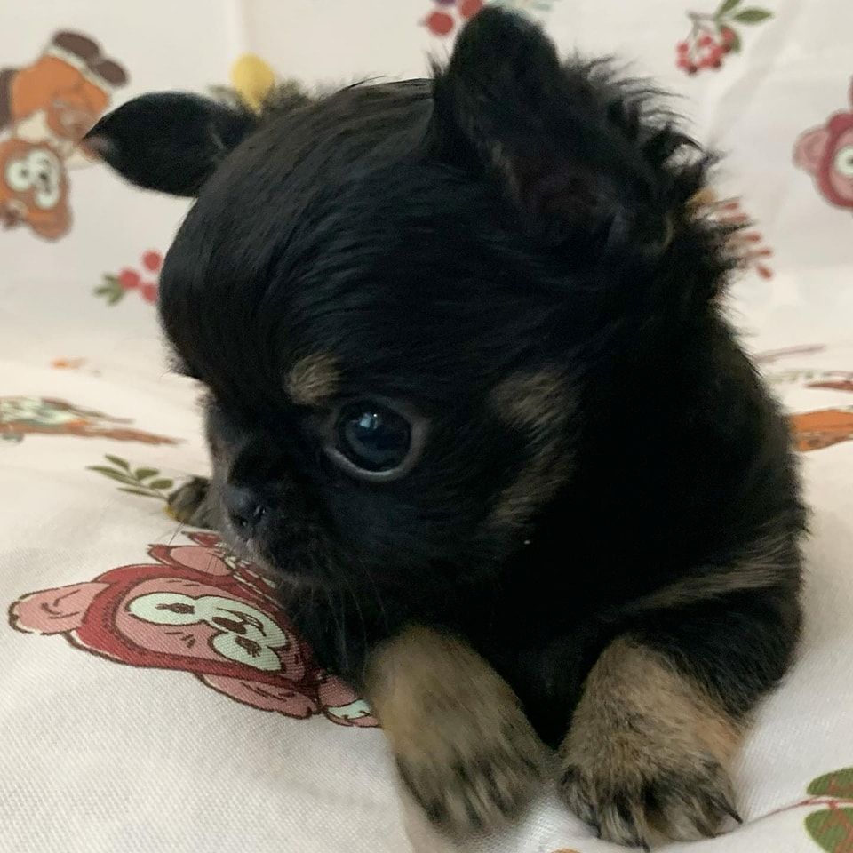 Chihuahua-Welpen zur Adoption